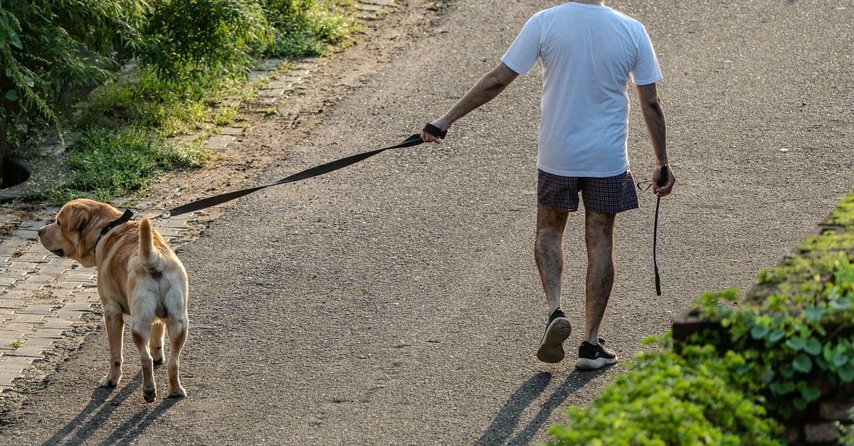A man takes a leisurely walk with his Labrador Retriever on a sunlit pathway bordered by greenery.